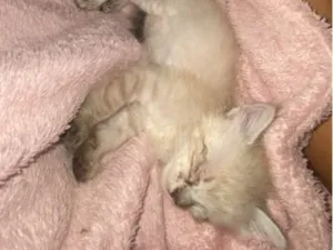Gato raça SRD-ViraLata idade 2 a 6 meses nome Mimi