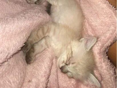 Gato raça SRD-ViraLata idade 2 a 6 meses nome Mimi