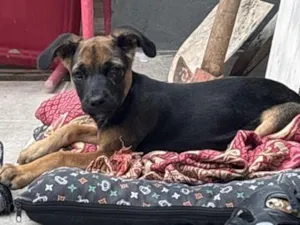 Cachorro raça SRD-ViraLata idade 2 a 6 meses nome Bob