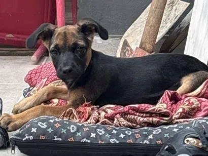 Cachorro raça SRD-ViraLata idade 2 a 6 meses nome Bob