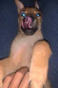 Antônio 