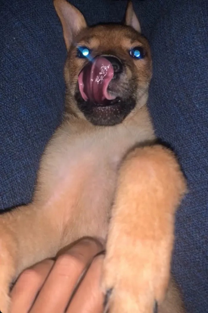 Cachorro raça SRD-ViraLata idade 2 a 6 meses nome Antônio 