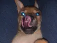 Antônio 