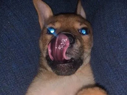 Cachorro raça SRD-ViraLata idade 2 a 6 meses nome Antônio 