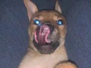 Cachorro raça SRD-ViraLata idade 2 a 6 meses nome Antônio 