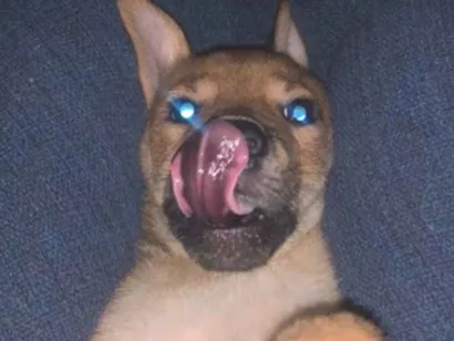 Cachorro raça SRD-ViraLata idade 2 a 6 meses nome Antônio 