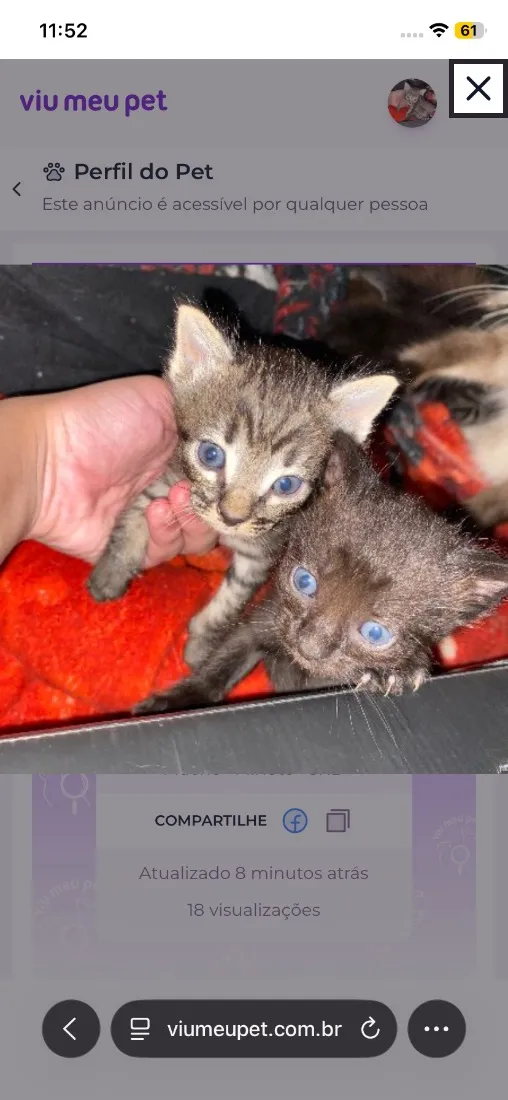 Gato raça SRD-ViraLata idade Abaixo de 2 meses nome Filhotes