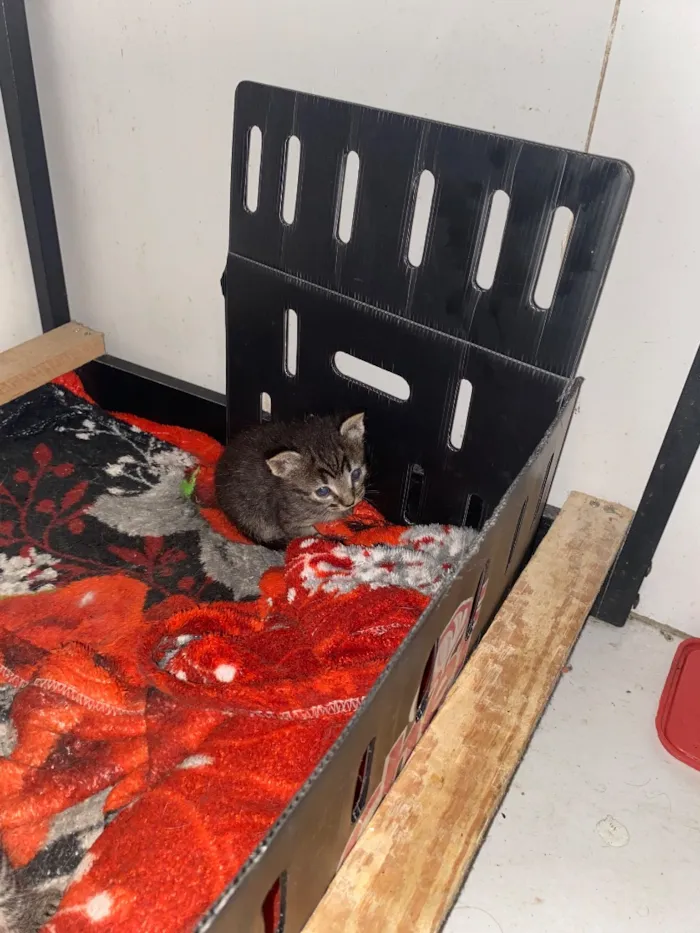 Gato raça SRD-ViraLata idade Abaixo de 2 meses nome Filhotes
