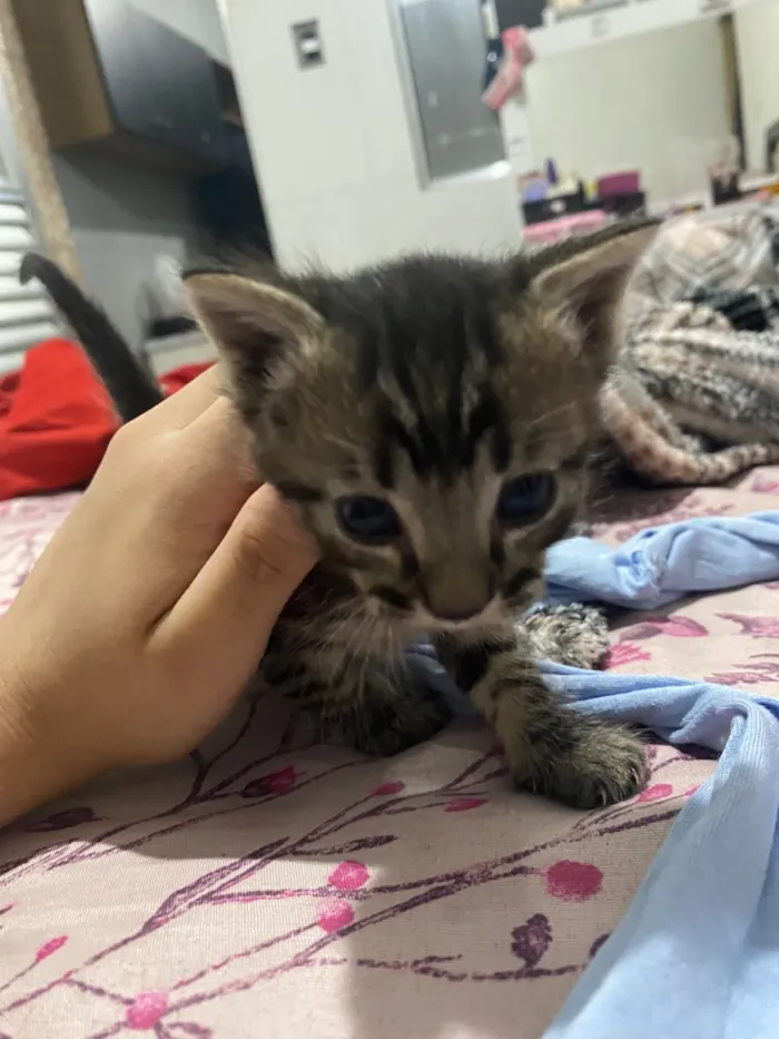 Gato raça SRD-ViraLata idade Abaixo de 2 meses nome Filhotes
