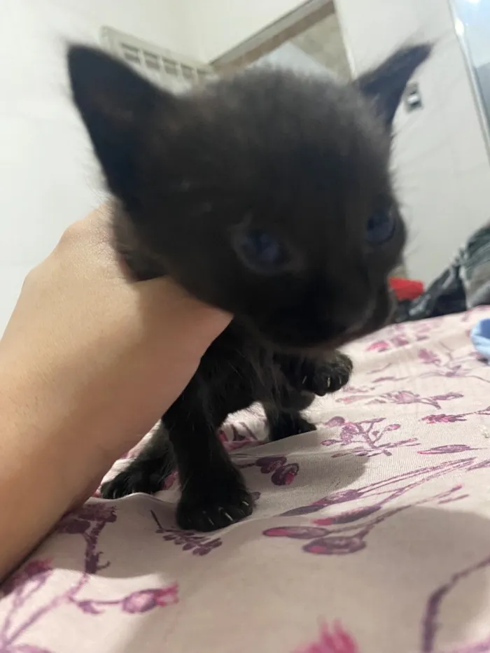 Gato raça SRD-ViraLata idade Abaixo de 2 meses nome Filhotes