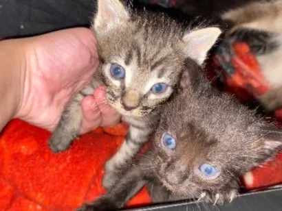 Gato raça SRD-ViraLata idade Abaixo de 2 meses nome Filhotes