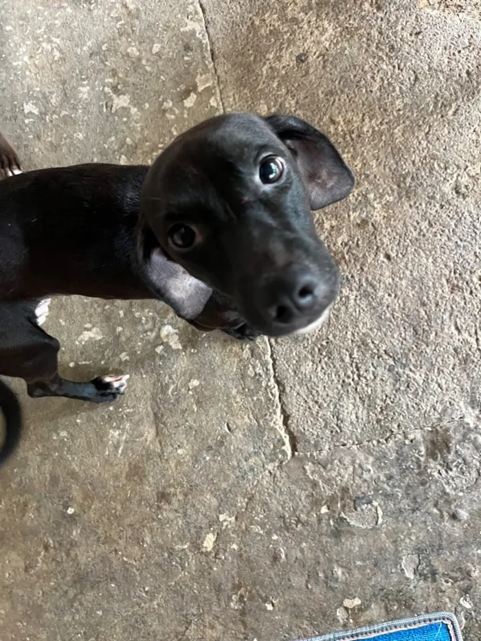 Cachorro raça SRD-ViraLata idade 1 ano nome Zeca