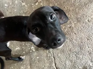 Cachorro raça SRD-ViraLata idade 1 ano nome Zeca