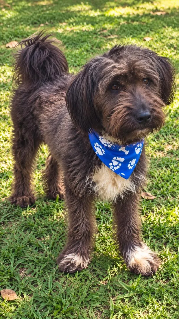 Cachorro raça SRD-ViraLata idade 1 ano nome Micael