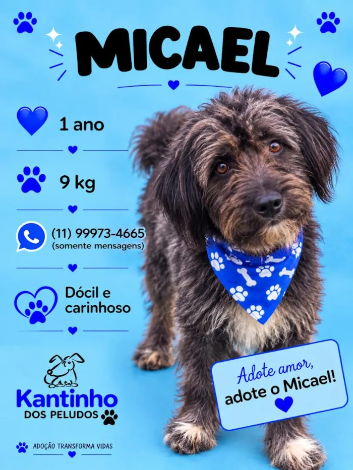 Cachorro raça SRD-ViraLata idade 1 ano nome Micael