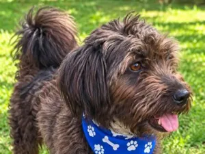 Cachorro raça SRD-ViraLata idade 1 ano nome Micael
