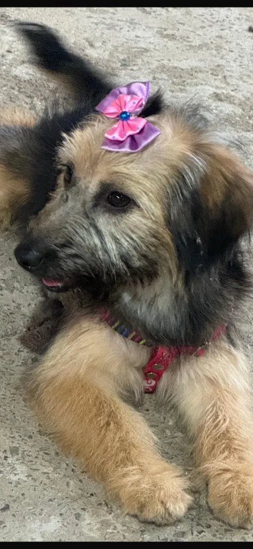 Cachorro raça SRD-ViraLata idade 7 a 11 meses nome Belinha 