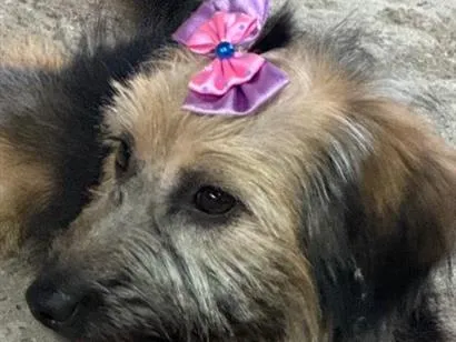 Cachorro raça SRD-ViraLata idade 7 a 11 meses nome Belinha 