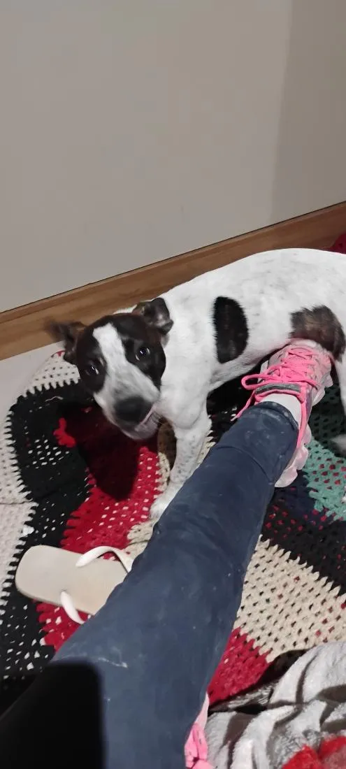 Cachorro raça SRD-ViraLata idade 2 a 6 meses nome luna 
