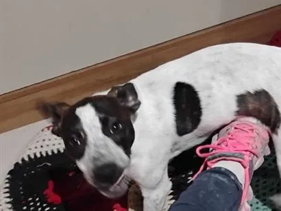 Cachorro raça SRD-ViraLata idade 2 a 6 meses nome luna 