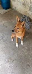 Akira