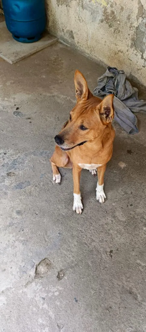 Cachorro raça SRD-ViraLata idade 2 anos nome Akira