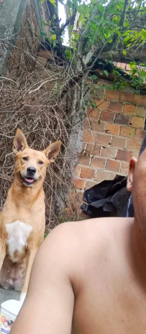 Cachorro raça SRD-ViraLata idade 2 anos nome Akira