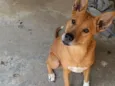 Akira