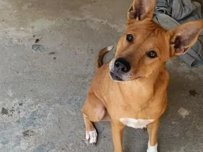 Cachorro raça SRD-ViraLata idade 2 anos nome Akira