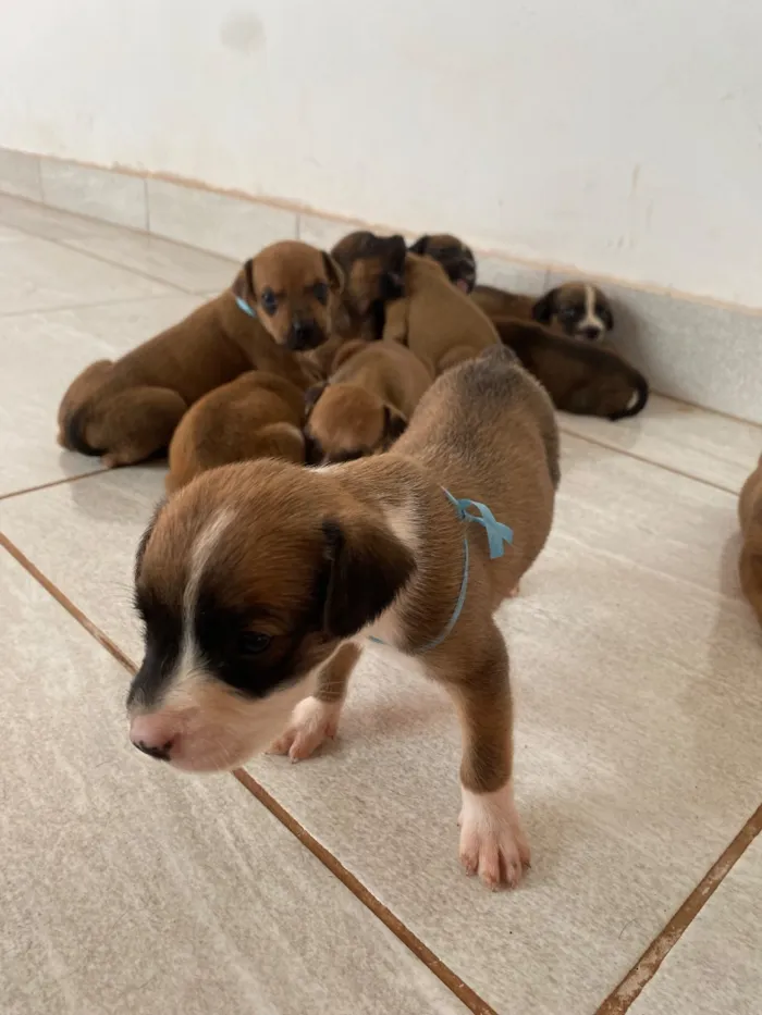 Cachorro raça SRD-ViraLata idade Abaixo de 2 meses nome Filhotes 