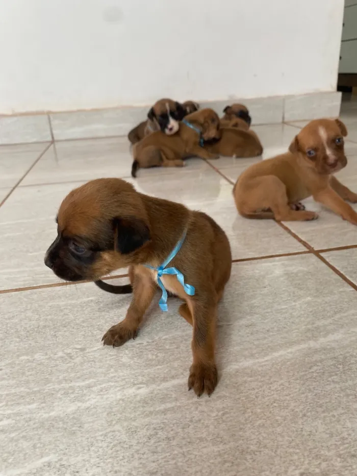 Cachorro raça SRD-ViraLata idade Abaixo de 2 meses nome Filhotes 