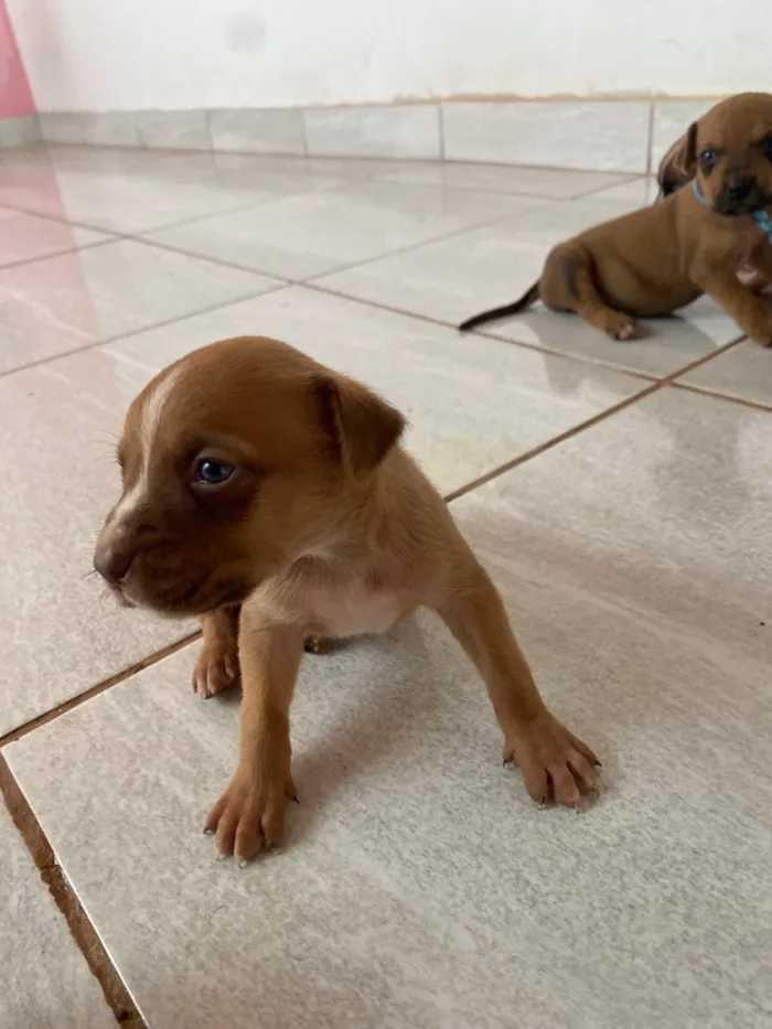 Cachorro raça SRD-ViraLata idade Abaixo de 2 meses nome Filhotes 