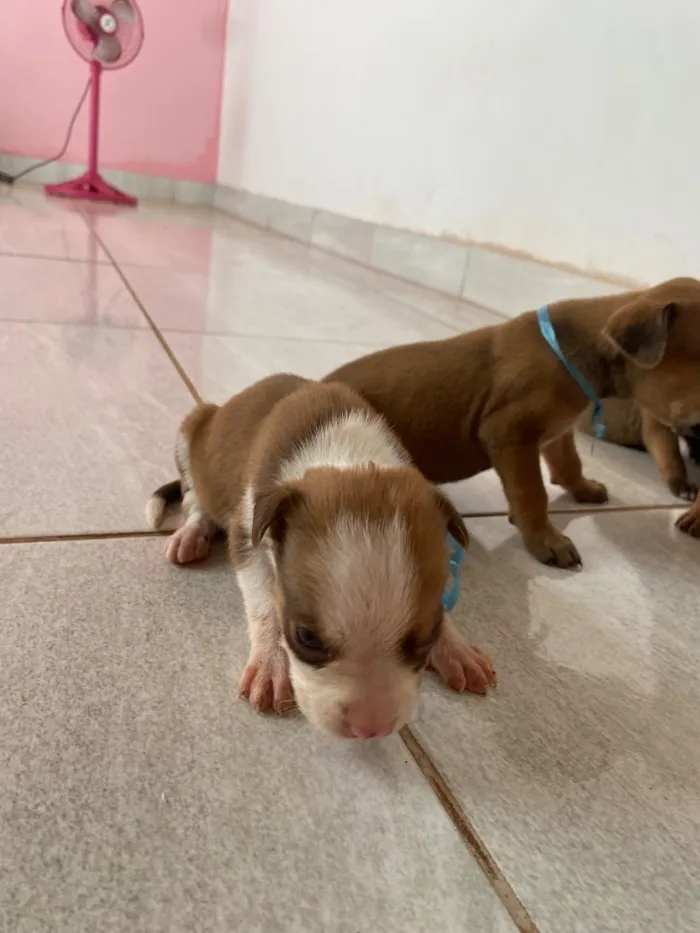 Cachorro raça SRD-ViraLata idade Abaixo de 2 meses nome Filhotes 