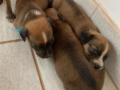 Cachorro raça SRD-ViraLata idade Abaixo de 2 meses nome Filhotes 