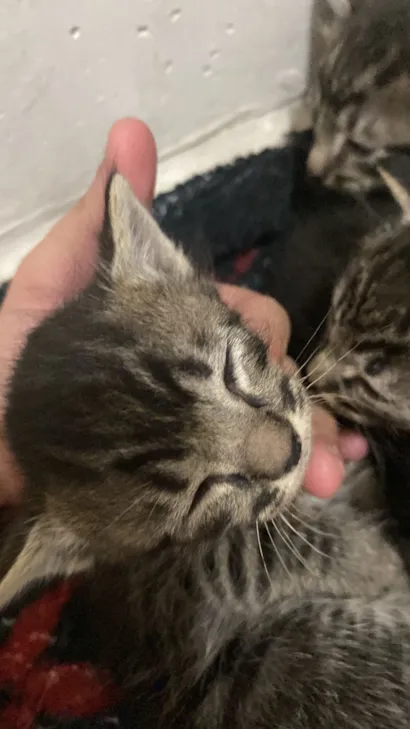 Gato raça SRD-ViraLata idade Abaixo de 2 meses nome Filhotes
