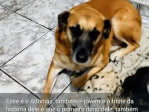 Cachorro raça SRD-ViraLata idade 1 ano nome Adonias