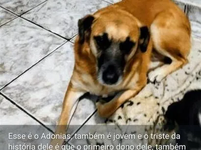 Cachorro raça SRD-ViraLata idade 1 ano nome Adonias