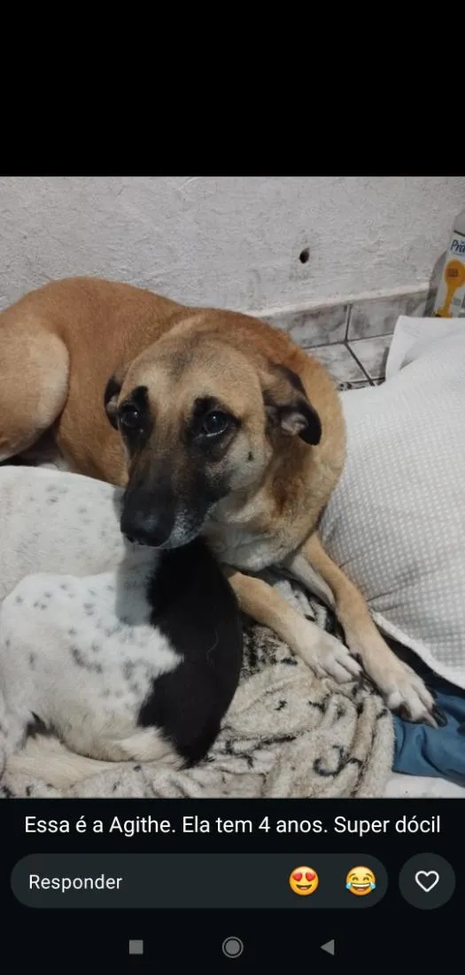 Cachorro raça SRD-ViraLata idade 4 anos nome Agithe