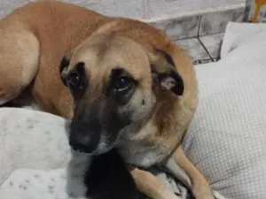 Cachorro raça SRD-ViraLata idade 4 anos nome Agithe