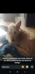 Mel