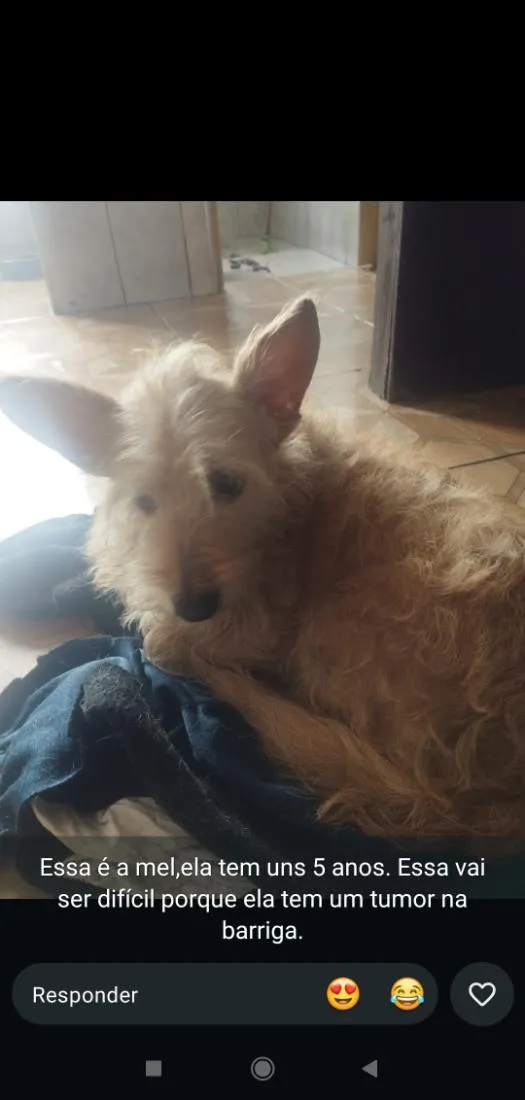 Cachorro raça SRD-ViraLata idade 5 anos nome Mel