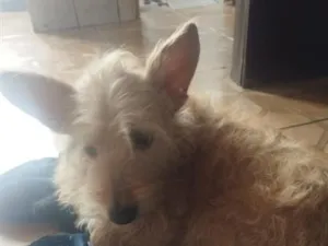 Cachorro raça SRD-ViraLata idade 5 anos nome Mel