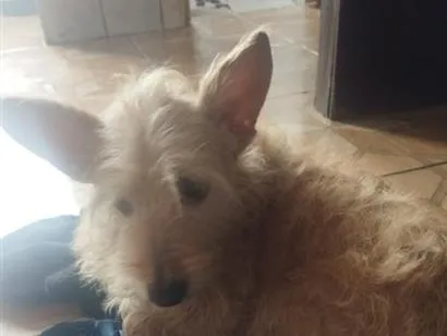 Cachorro raça SRD-ViraLata idade 5 anos nome Mel