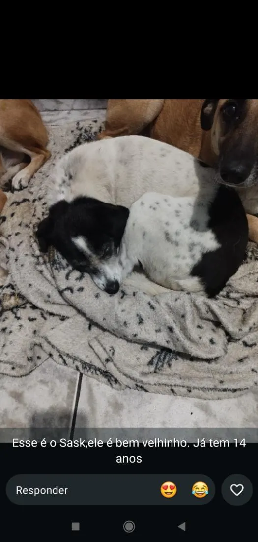 Cachorro raça SRD-ViraLata idade 6 ou mais anos nome sask
