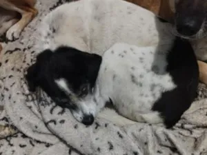 Cachorro raça SRD-ViraLata idade 6 ou mais anos nome sask