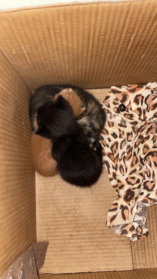 Gato raça SRD-ViraLata idade Abaixo de 2 meses nome Não tem 