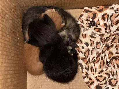 Gato raça SRD-ViraLata idade Abaixo de 2 meses nome Não tem 