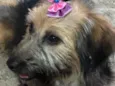 Belinha 