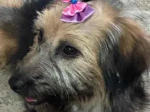 Cachorro raça SRD-ViraLata idade 7 a 11 meses nome Belinha 