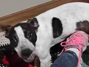 Cachorro raça SRD-ViraLata idade 2 a 6 meses nome luna 